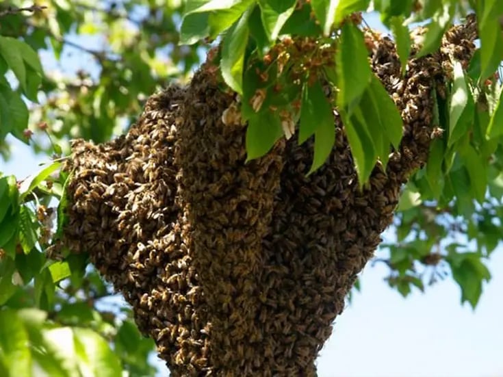 Reciben Bomberos de Cajeme hasta 30 llamadas al día por abejas