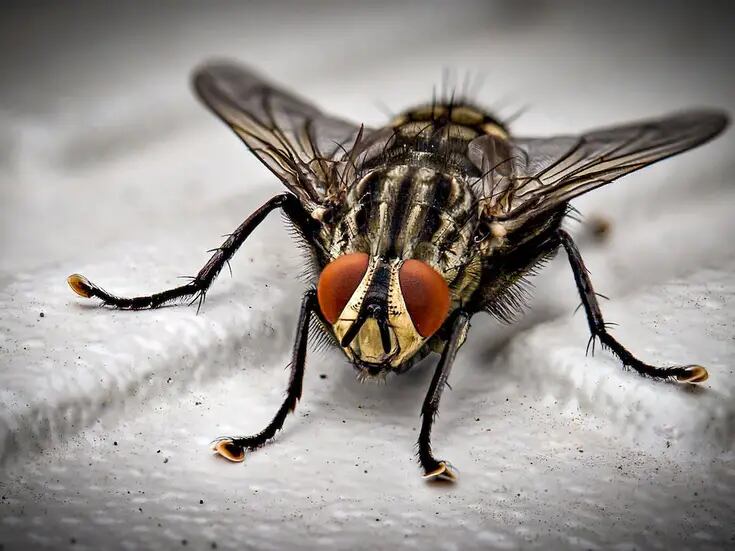 La ciencia explica qué pasa cuando una mosca se posa en tu comida