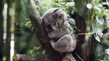 "Es un crimen cruel": Abren investigación por masacre de decenas de koalas en Australia