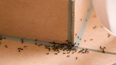Remedio infalible para deshacerte de las hormigas en tu hogar