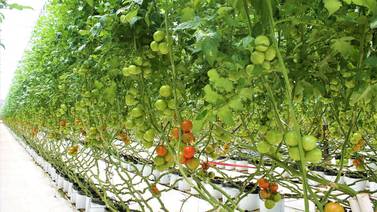 Sobresale cultivo de tomate en la Zona Costa  