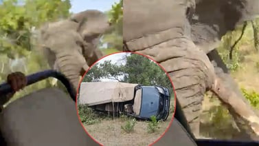 VIDEO: Elefante ataca y asesina brutalmente a una turista de EU durante safari en África
