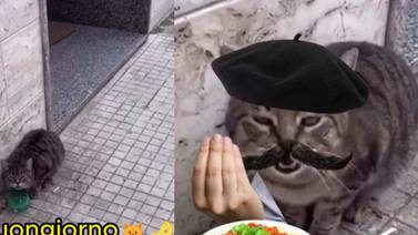 Gato callejero se vuelve viral en internet por hablar en italiano