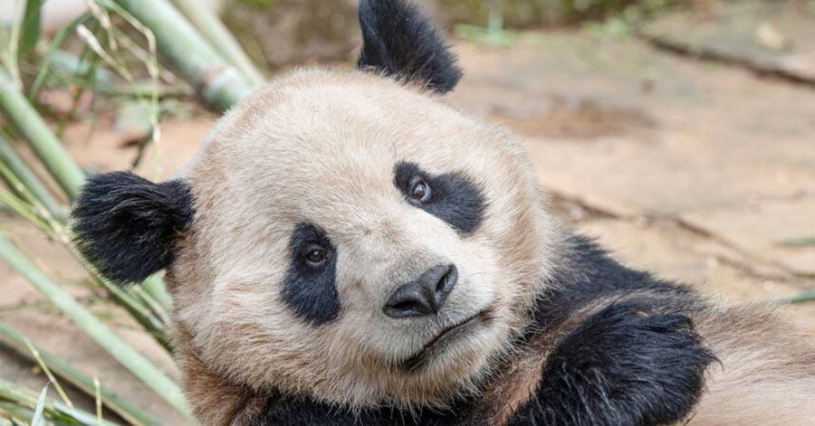 Yun Chuan (yoon chu-an), es un panda gigante macho de casi cinco años, de carácter apacible, gentil y adorable.