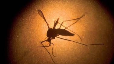 Está latente en BC amenaza de mosco aeedes aegypti