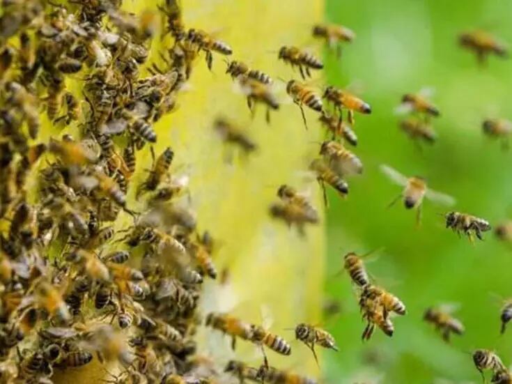 Bomberos atienden reporte de ataque de abejas en Hermosillo
