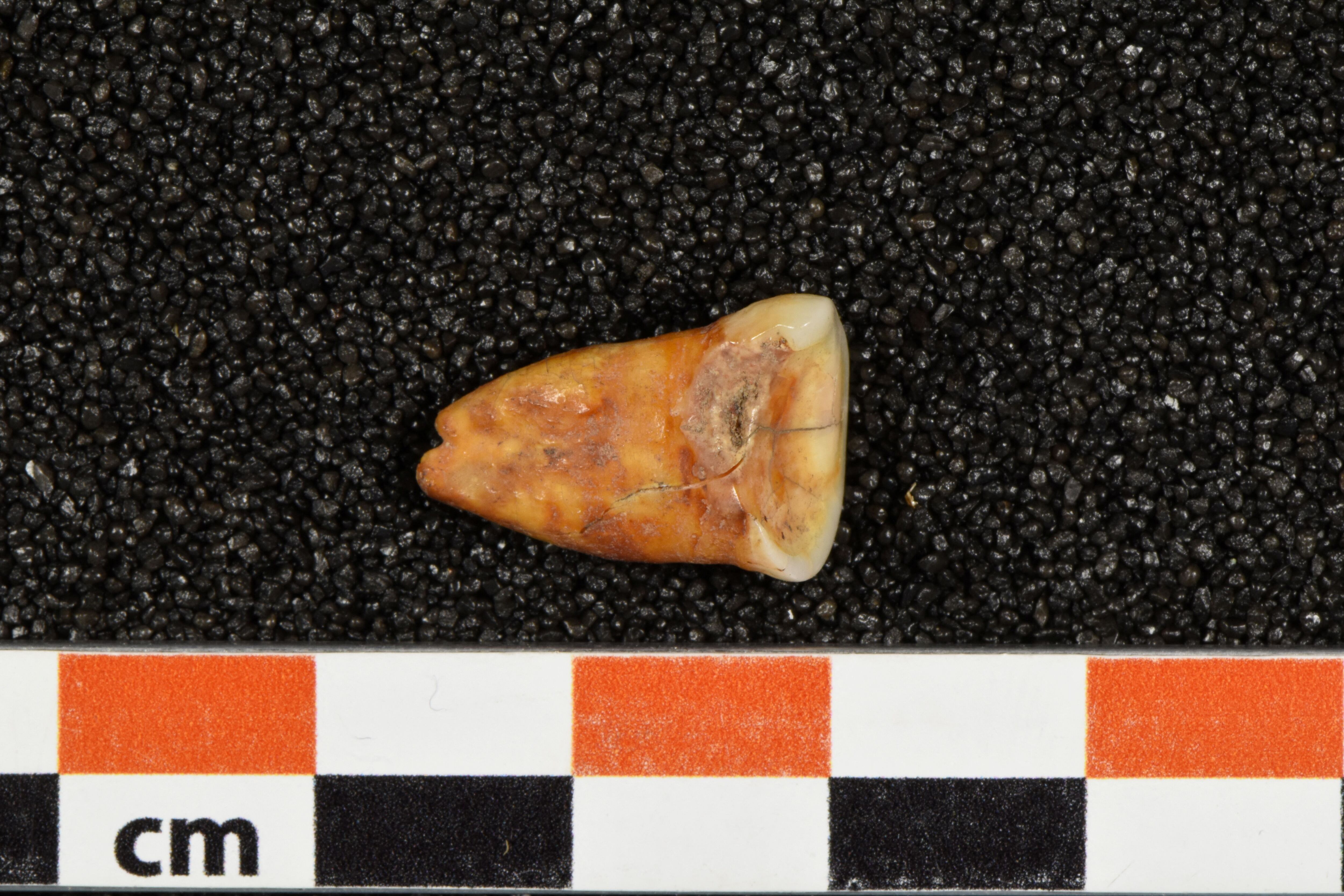 Un diente humano descubierto en la cueva de Taforalt, en Marruecos, en una fotografía sin fecha. Heiko Temming/Handout vía REUTERS