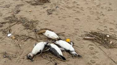 Muerte masiva de pingüinos en Uruguay causa alarma