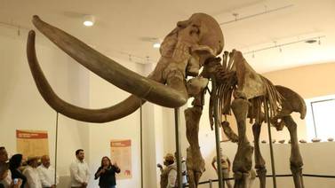 VIDEO: Inauguran exposición "Mamut, el gigante de la prehistoria"