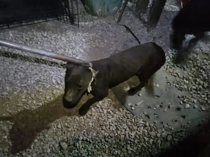 Rescatan a 13 perros en condición de abandono tras cateo en Rosarito