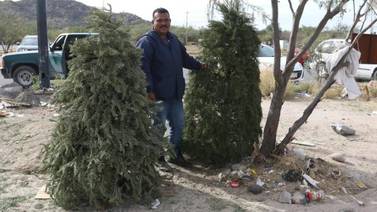 Recolectan más de mil pinos navideños