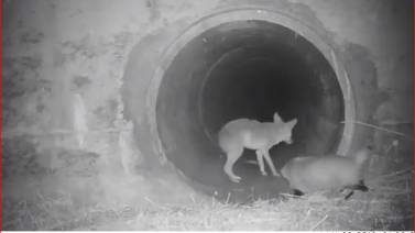 VIDEO: Tejón y coyote jugando y cruzando túnel se vuelven virales