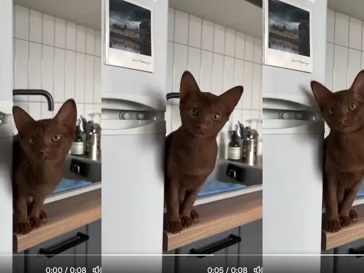 Gatito conquista las redes sociales por el inusual color café de su pelaje