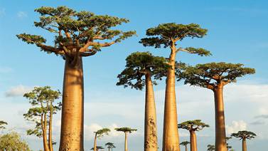 ¿Qué misterios ocultan los majestuosos baobabs? los científicos lo descubren        