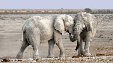 ¿Por qué los elefantes están perdiendo los colmillos? 
