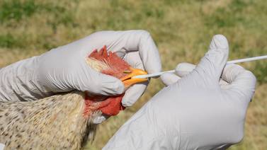 Brasil amplía por emergencia zoosanitaria por gripe aviar en aves silvestres