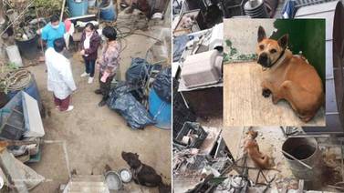 Rescatan a trece perros pitbull hacinados en criadero clandestino de CDMX