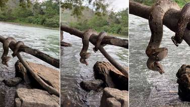 VIDEO: Hombre confunde boa con tronco en el río Humuya, Honduras