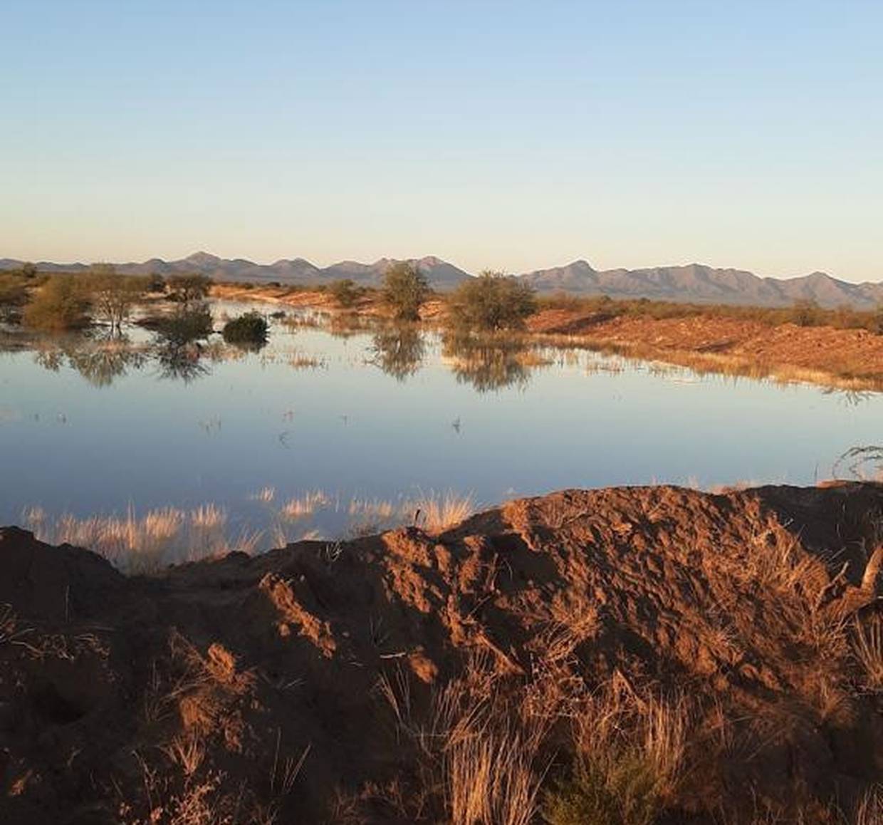 Los represos de Caborca y la región captaron hasta un 70% de agua con las recientes lluvias, según la Ganadera Local.
