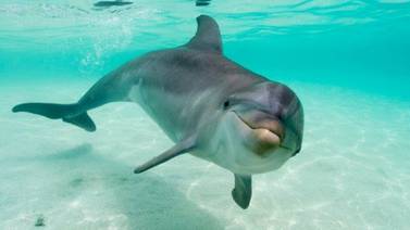  Una rara enfermedad está matando delfines debido al cambio climático