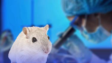 Estudio revela cómo una neurona puede extender la vida en ratones
