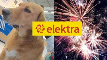'Elektro' muere de infarto por ruido de cohetes; Elektra pierde a su perrito adoptado