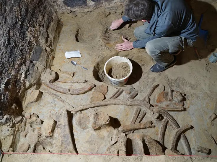 Hallan en bodega austríaca restos de mamut de unos 40.000 años