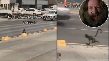 VIDEO: Captan a mono caminando en calles de Monterrey, ¿'Jumanji’ regio?