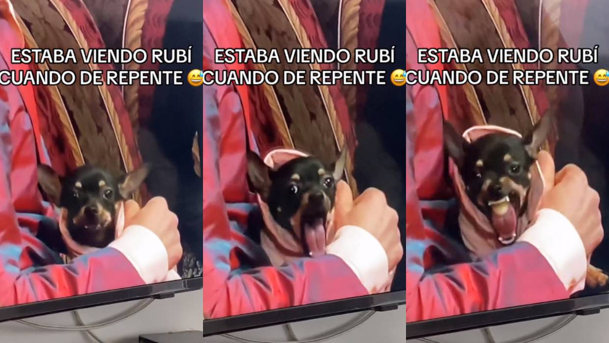 VIRAL: captan escena de perrito vomitando una uva en la telenovela “Rubí”