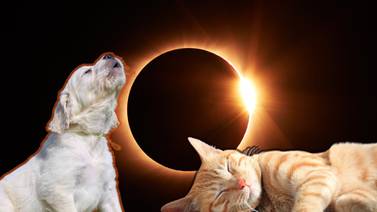 Eclipse total de Sol: Esto es lo que les puede pasar a tus mascotas