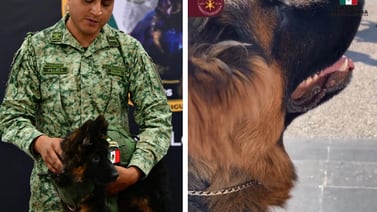 Arkadas, perrito que regaló Turquía a México, participa en desfile militar en la CDMX