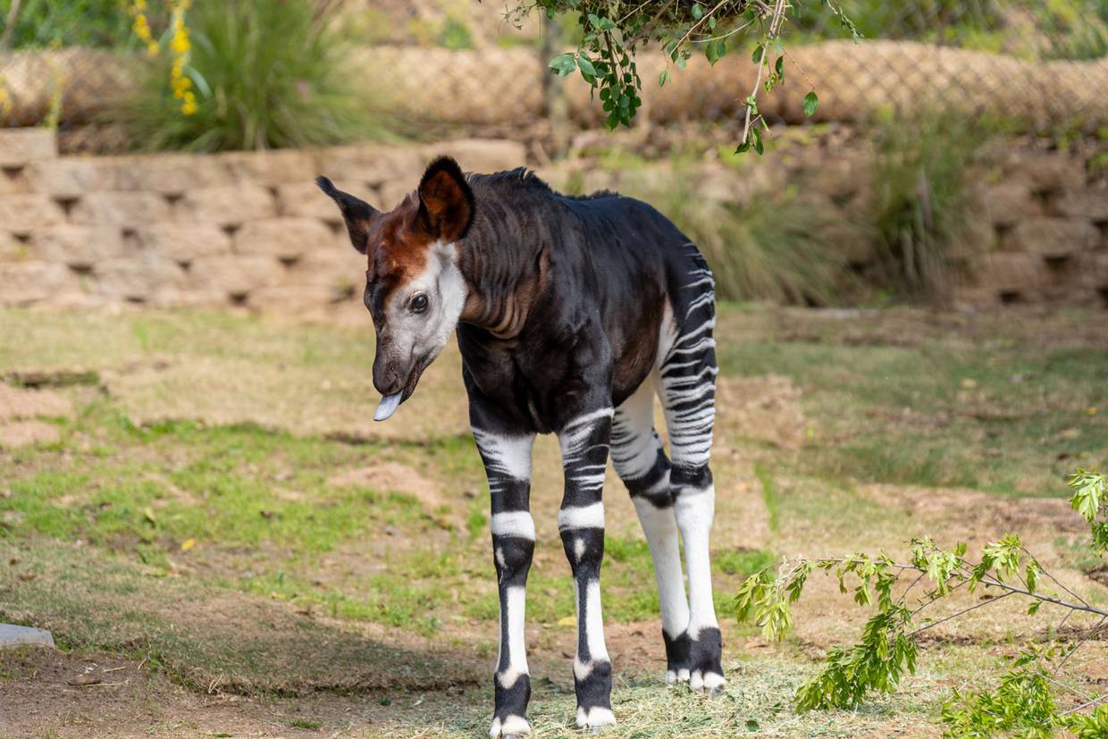 Se podrá ver al joven okapi a partir de mediados de abril en el en el hábitat del okapi en la sección African Woods del Safari Park.