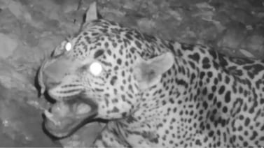 VIDEO: Captan a jaguar cerca de Tucson, Arizona