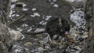 Nueva York bajo amenaza ante plaga de ratas gigantes