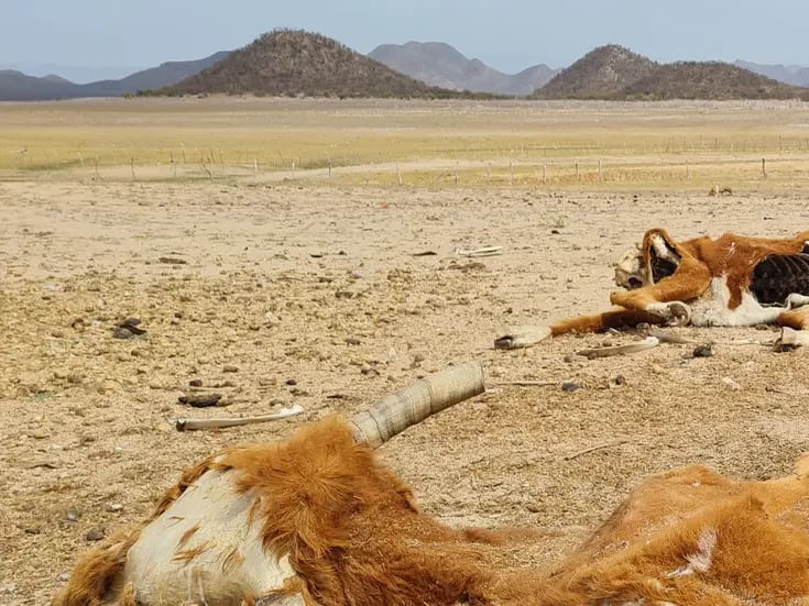 Sequía en Sonora: Temen ganaderos se repita mortandad de 2020