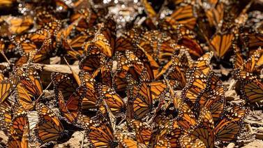 Disminuye 59.3% presencia de mariposa monarca en bosques de México durante 2023-2024 