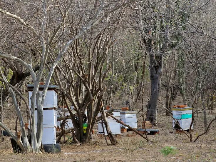 Arrancan apicultores la cosecha de miel en el Sur de Sonora