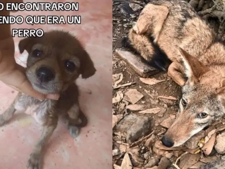 VIRAL: Una familia adopta un 'perrito' sin saber que era un coyote