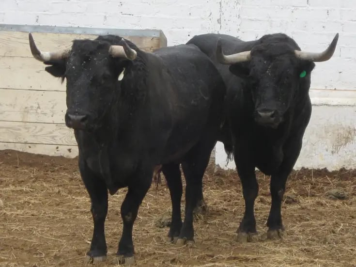 Corridas de toros están suspendidas en Tijuana
