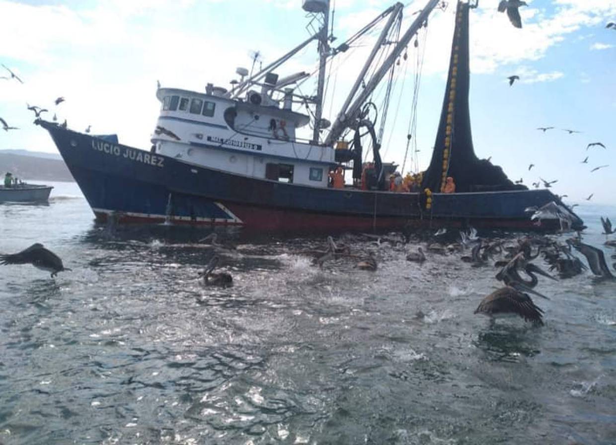 Oceana denuncia que no ha habido avances para el sector pesquero  
Desde el año 2000 la Carta Nacional