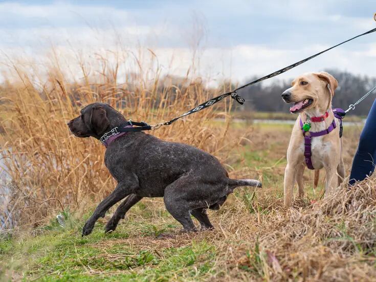 Truco rápido y efectivo para enseñarle a tu perro a no jalar de la correa, según un entrenador canino
