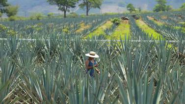 Agroindustria de tequila buscará el liderazgo mundial en 2024