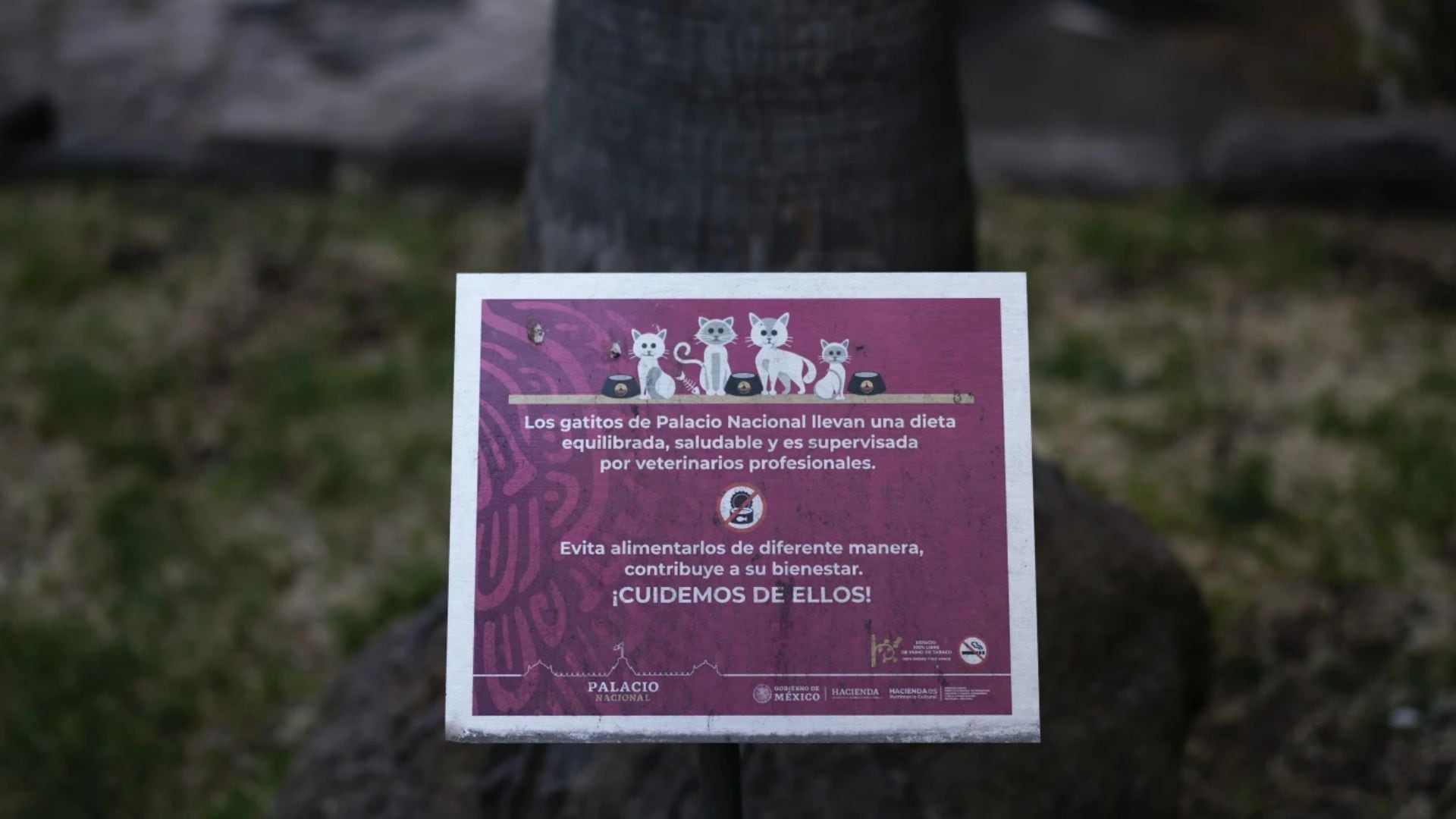 Letrero que prohíbe a visitantes alimentar los diecinueve gatos salvajes que deambulan libremente por el Palacio Nacional de México. Foto: AP Photo/ Eduardo Verdugo