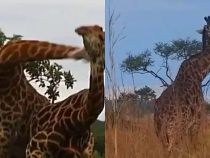 Enfrentamiento en las alturas: se viraliza la pelea entre jirafas y una se fractura el cuello