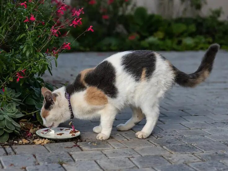 Descubre qué puede comer tu gato en su primer mes de vida 