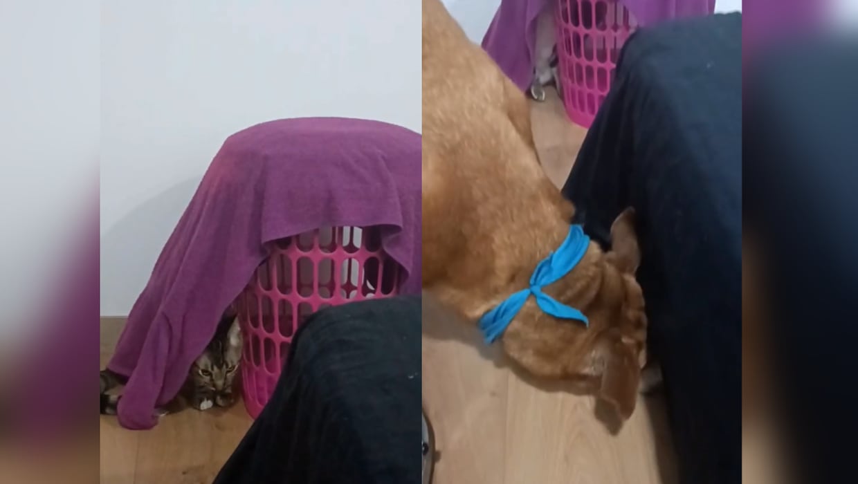 Gato y perro juegan a las escondidas y se vuelven virales en TikTok
