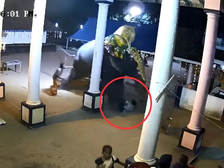 Elefante aplasta causando la muerte de un hombre durante espectáculo en la India