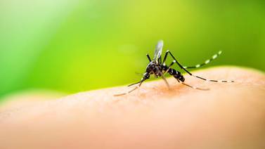 Aumenta 40% la presencia del mosco del Dengue en Mexicali