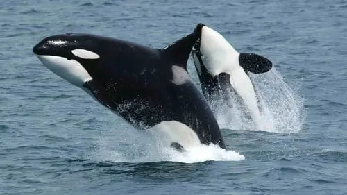 Hombre saltó al mar sobre una orca para tocarla en Nueva Zelanda, tendrá que pagar multa 