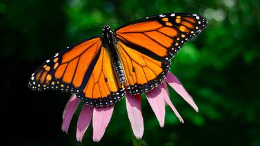 Seis datos curiosos  de la mariposa monarca